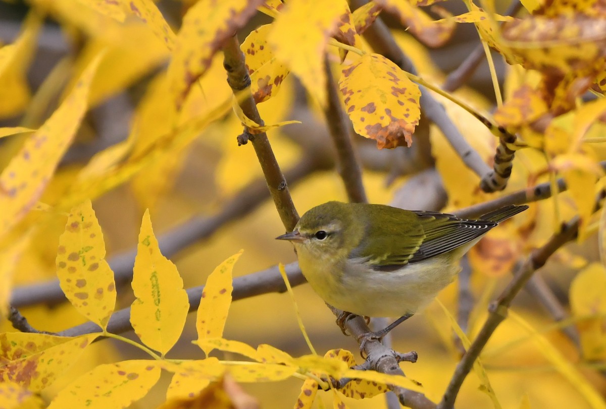 Tennessee Warbler - ML267758591