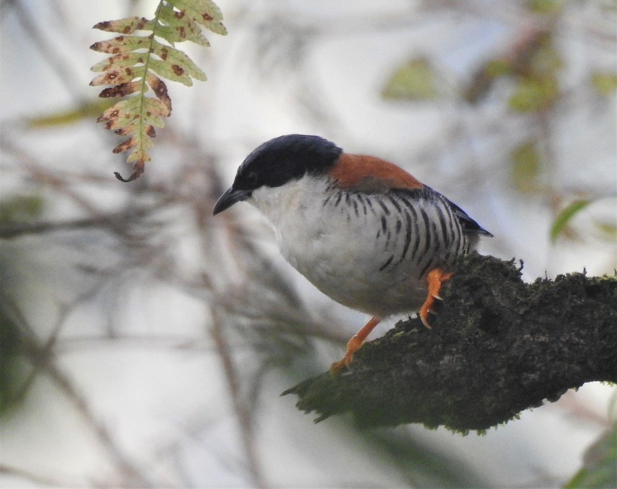 Himalayan Cutia - ML267758881