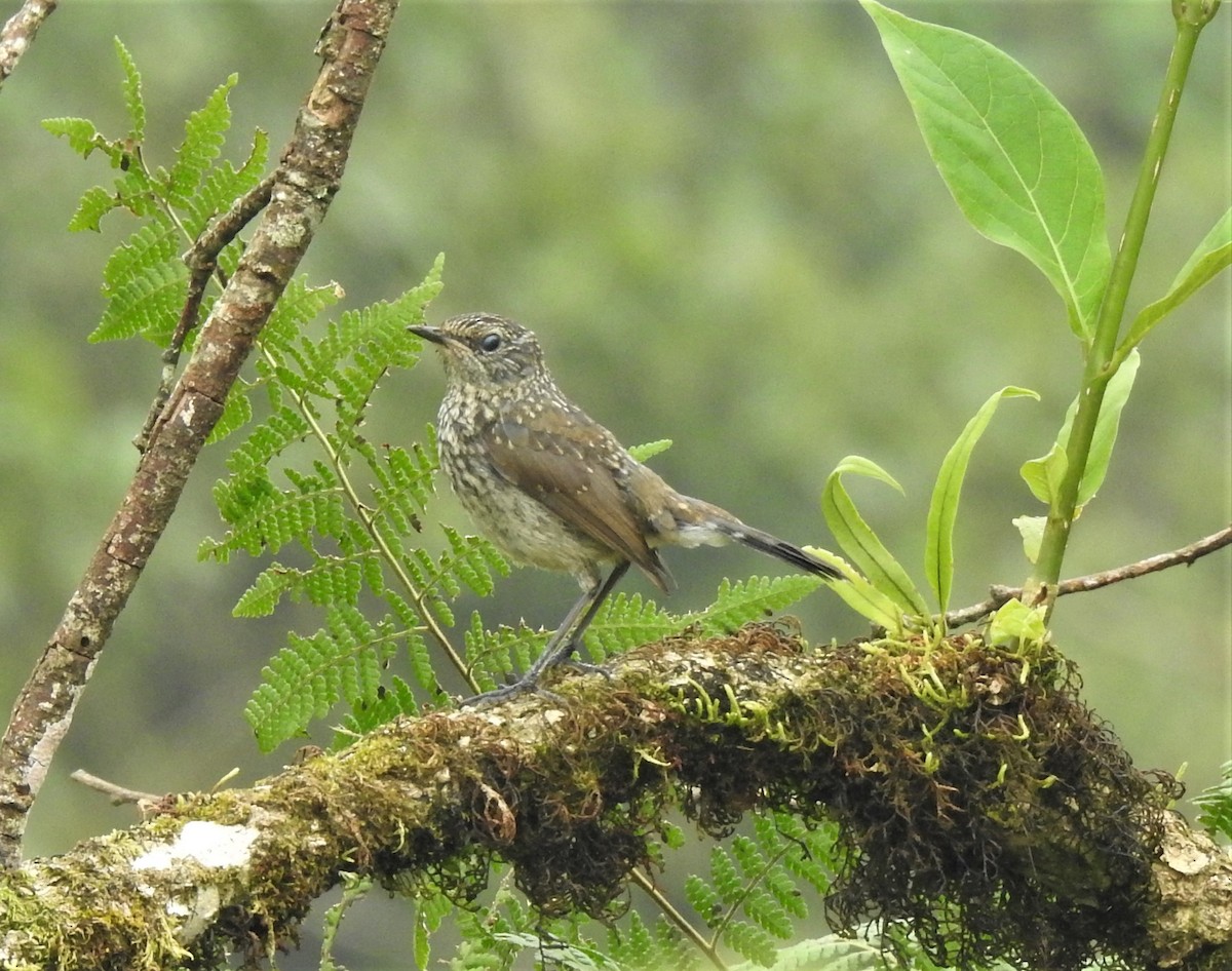 Himalayan Rubythroat - Krishna Bhusal