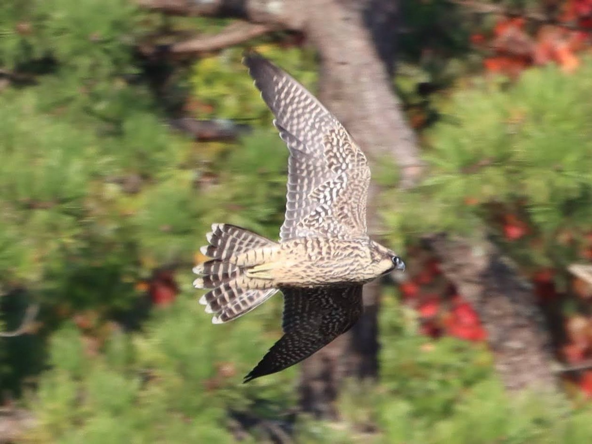 Peregrine Falcon - Kalpesh Krishna