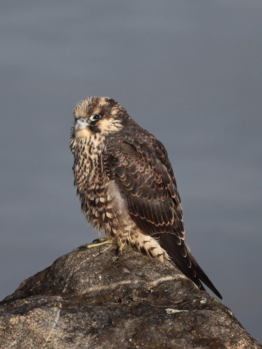 Peregrine Falcon - Kalpesh Krishna