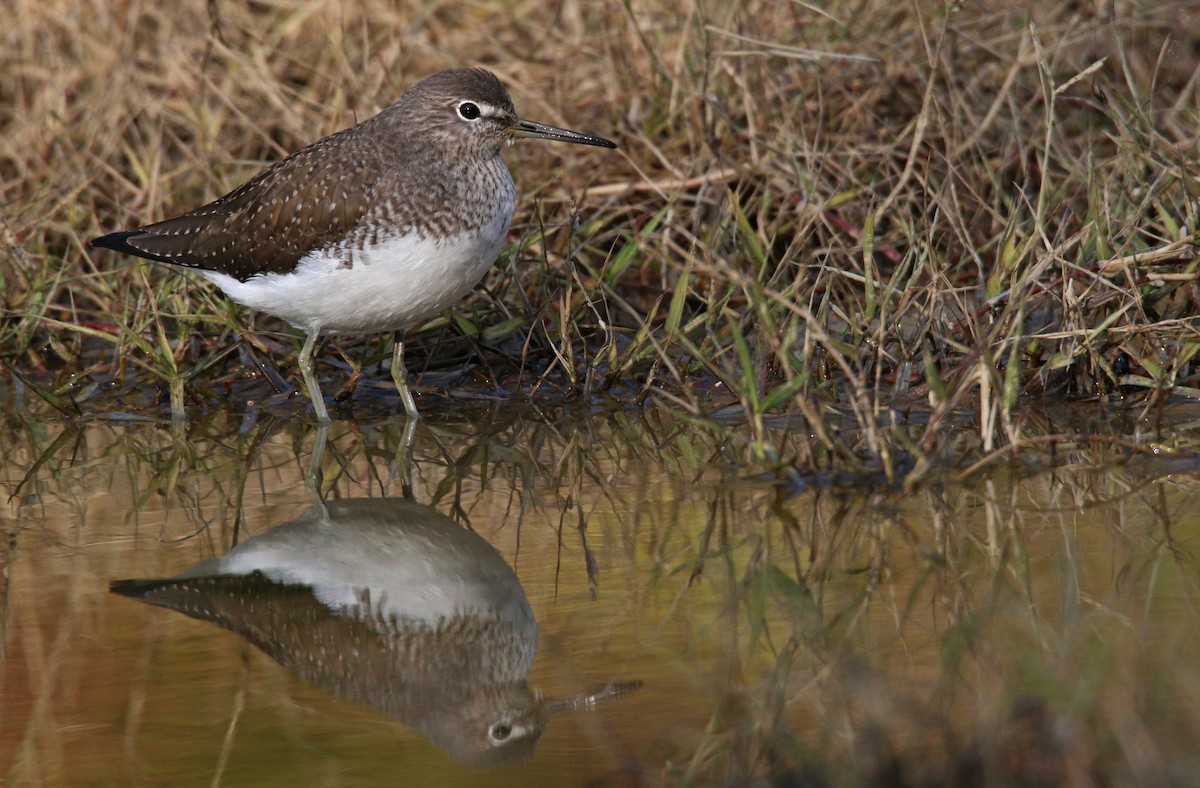 Green Sandpiper - Ian Davies