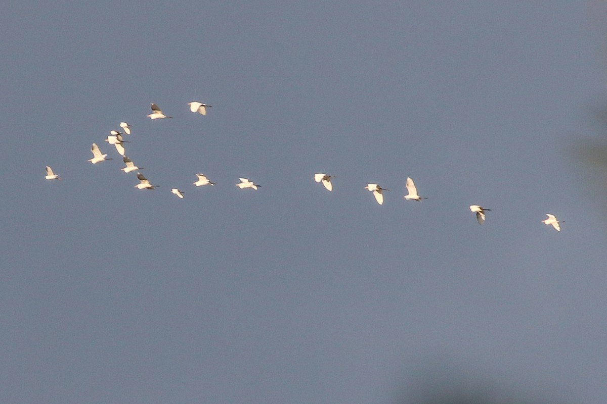 Snowy Egret - ML267761571