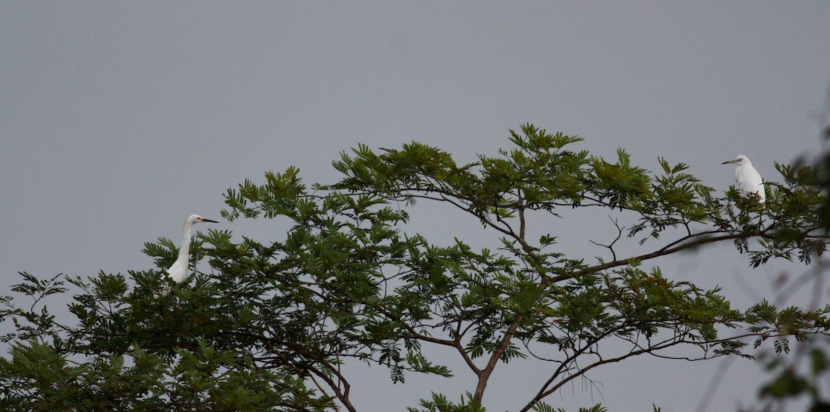 Snowy Egret - ML26776401