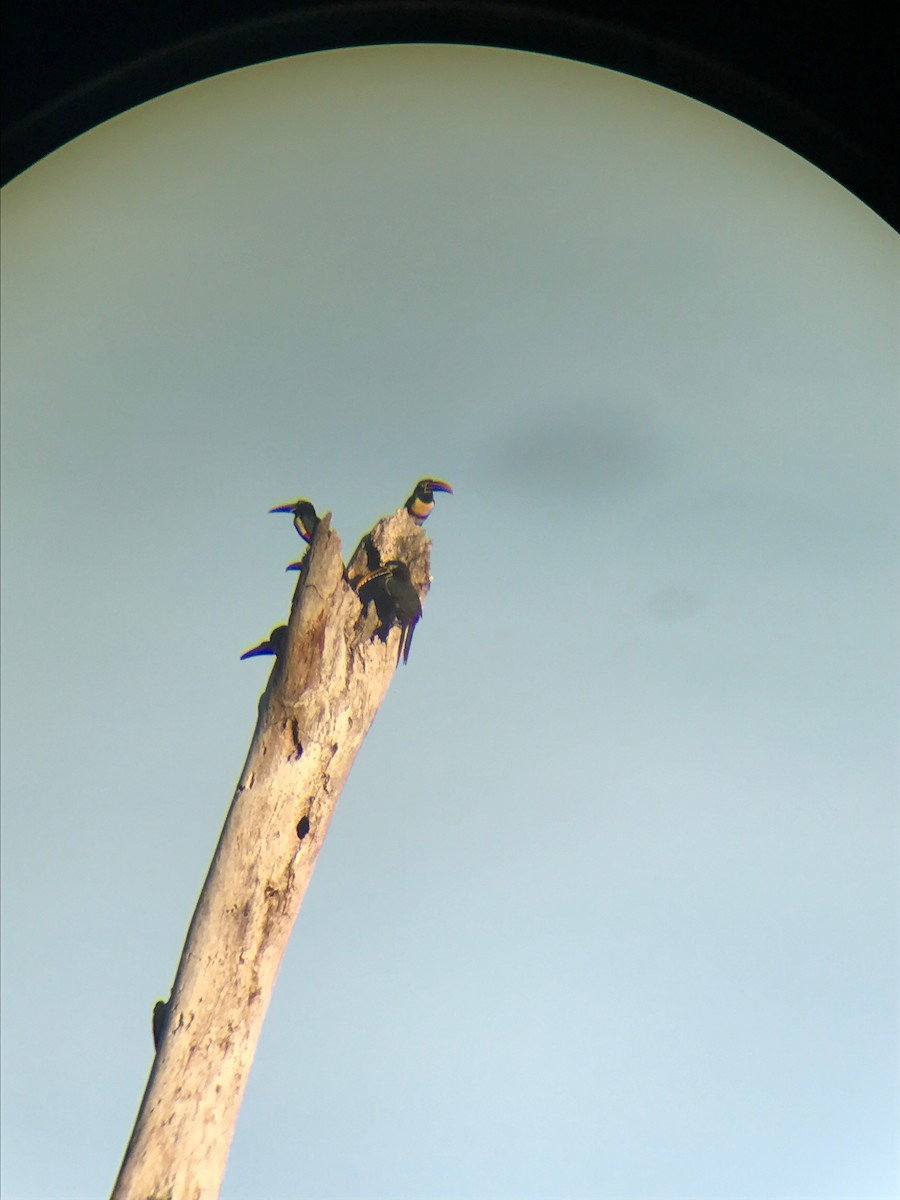 Chestnut-eared Aracari - ML267764661