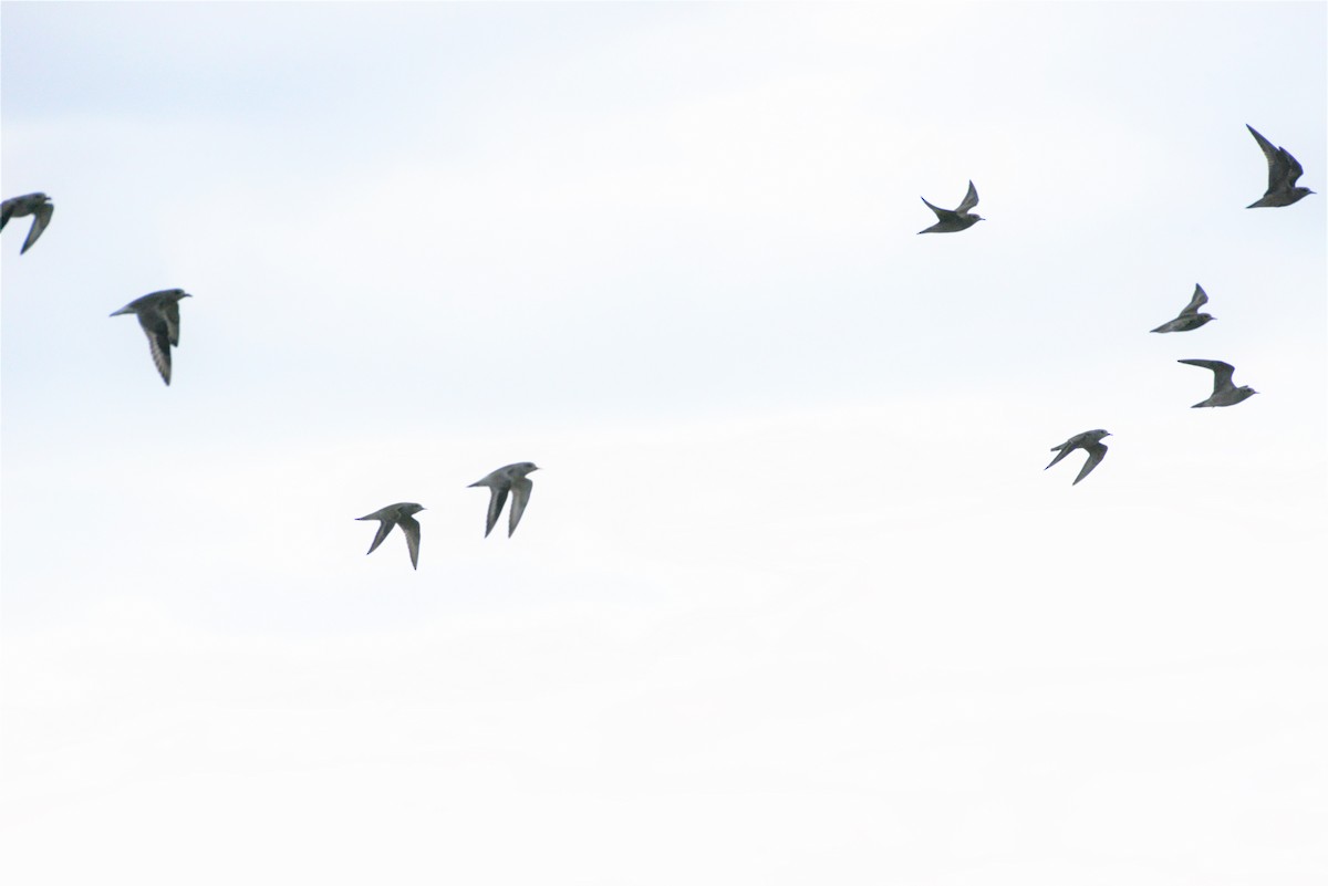 Black-bellied Plover - Darren Dewitt