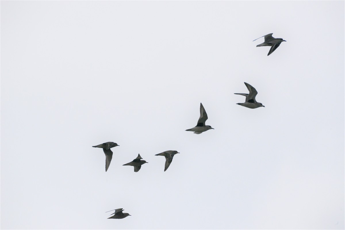 Black-bellied Plover - ML267766301