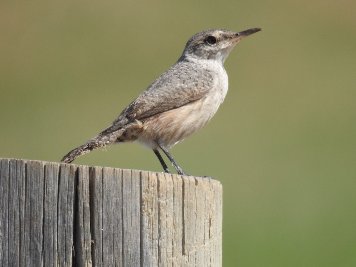 Rock Wren - ML267767011