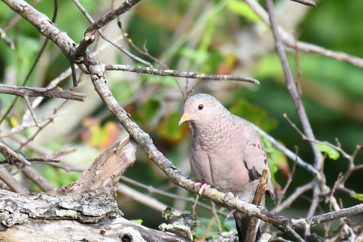 Common Ground Dove - ML267767391