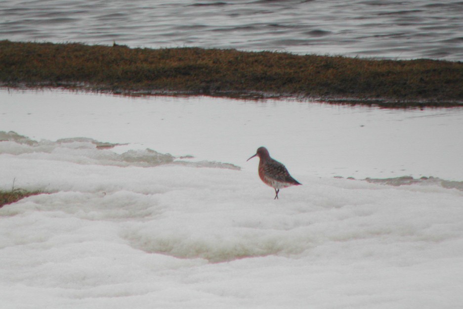 Curlew Sandpiper - ML267767411