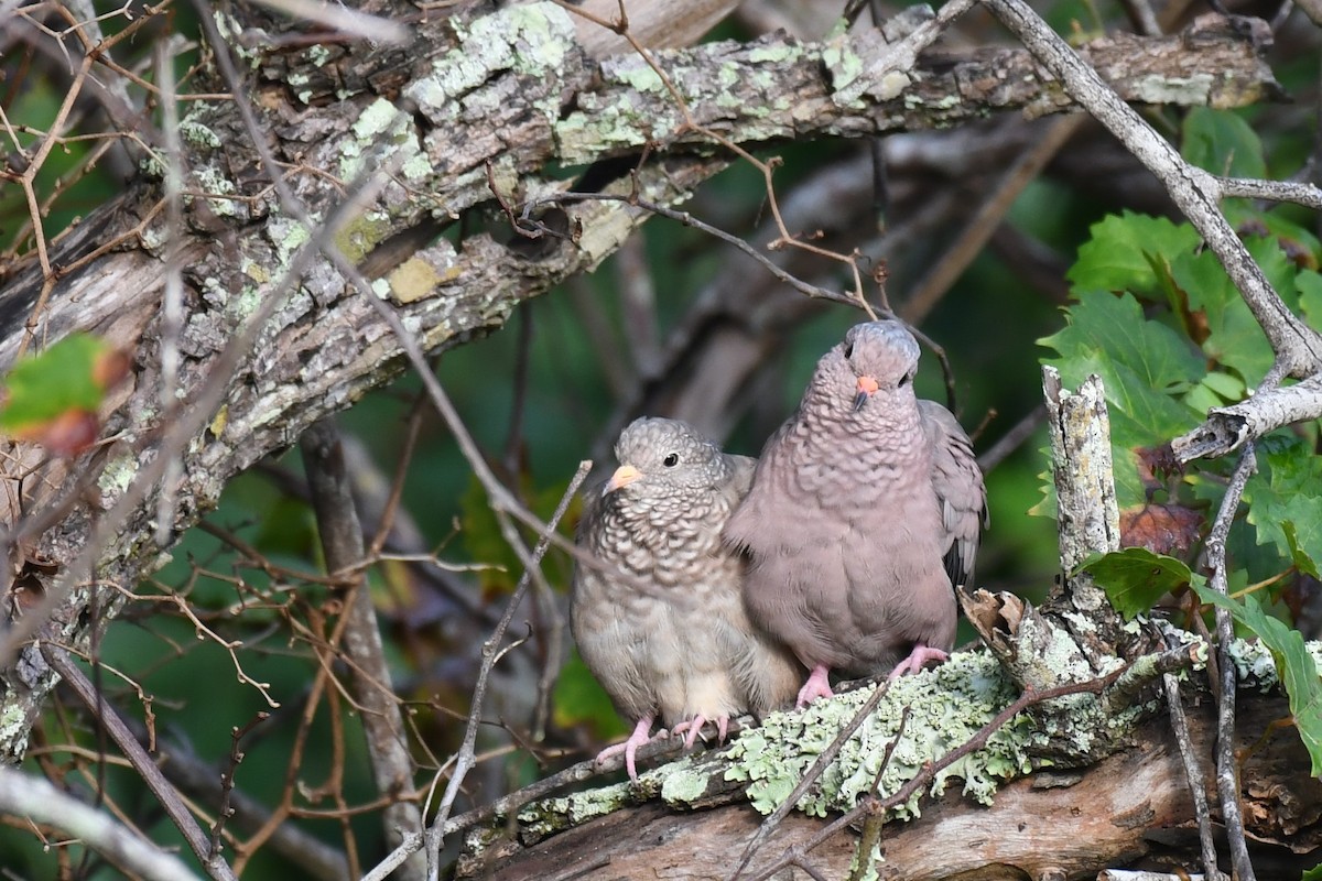 Common Ground Dove - ML267767501