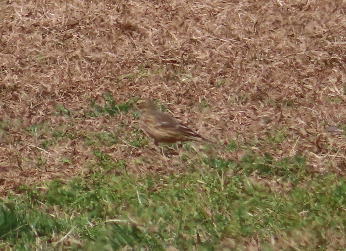 American Pipit - ML267767721