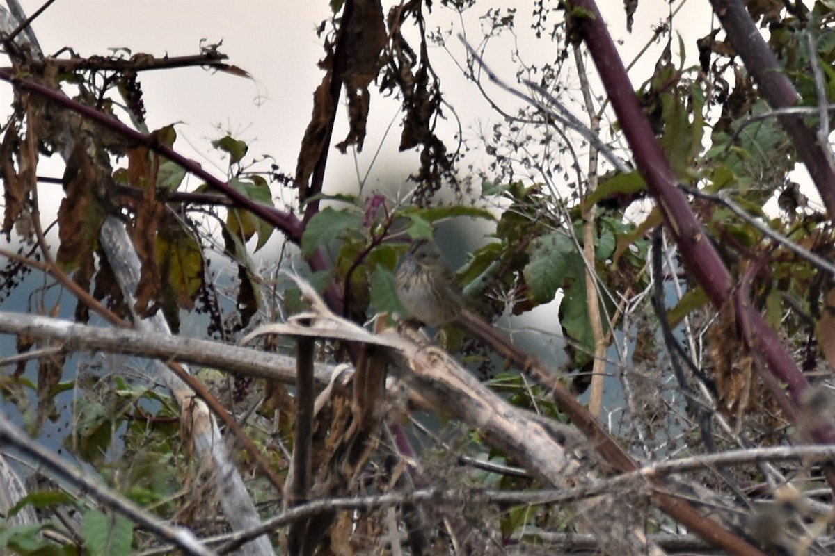 Lincoln's Sparrow - ML267767831