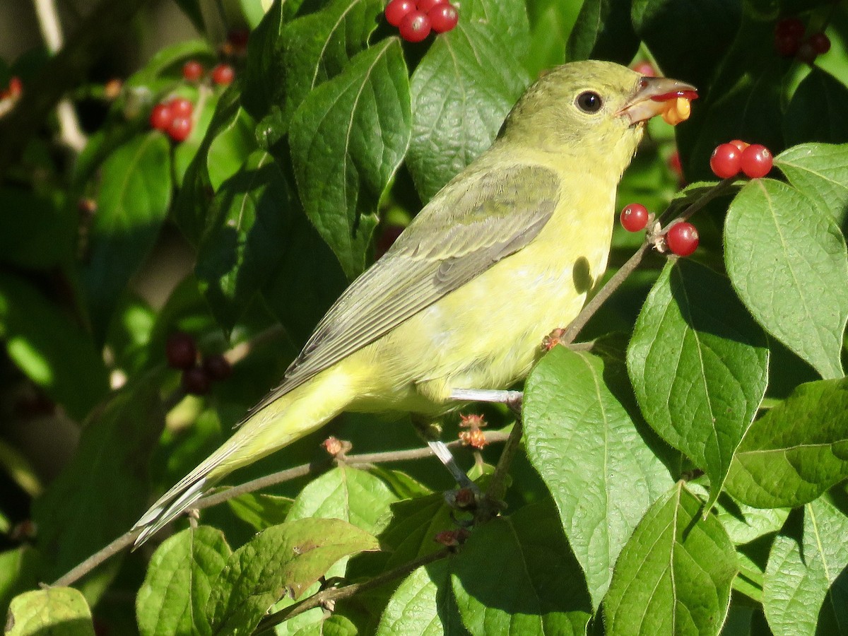 Scarlet Tanager - Gerry Hawkins
