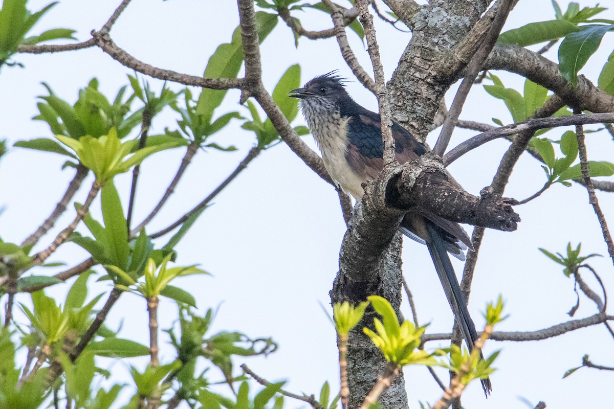 Levaillant's Cuckoo - ML267768381