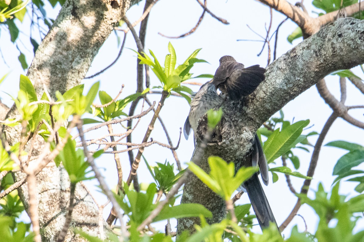 Levaillant's Cuckoo - ML267768401