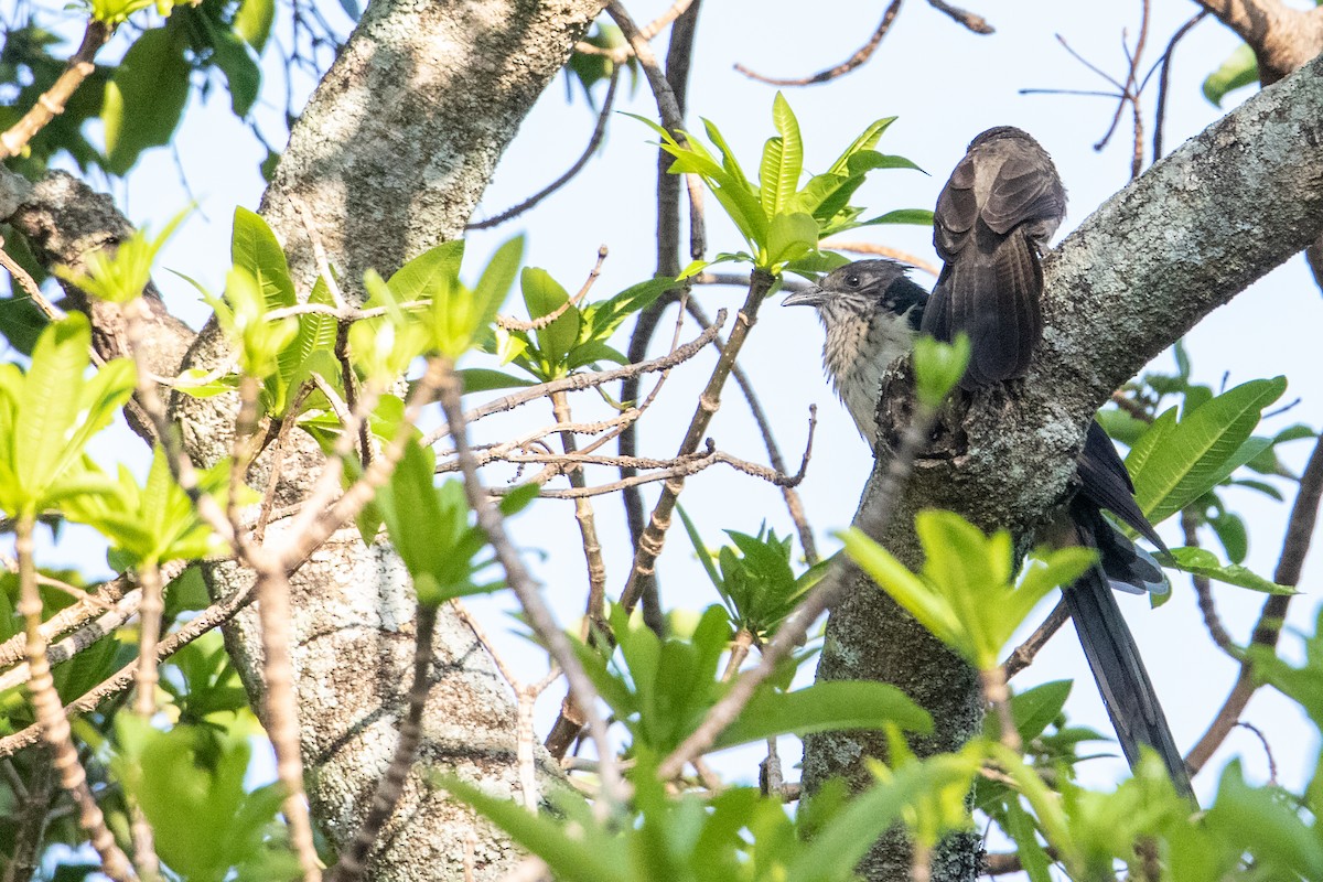 Levaillant's Cuckoo - Peter  Steward