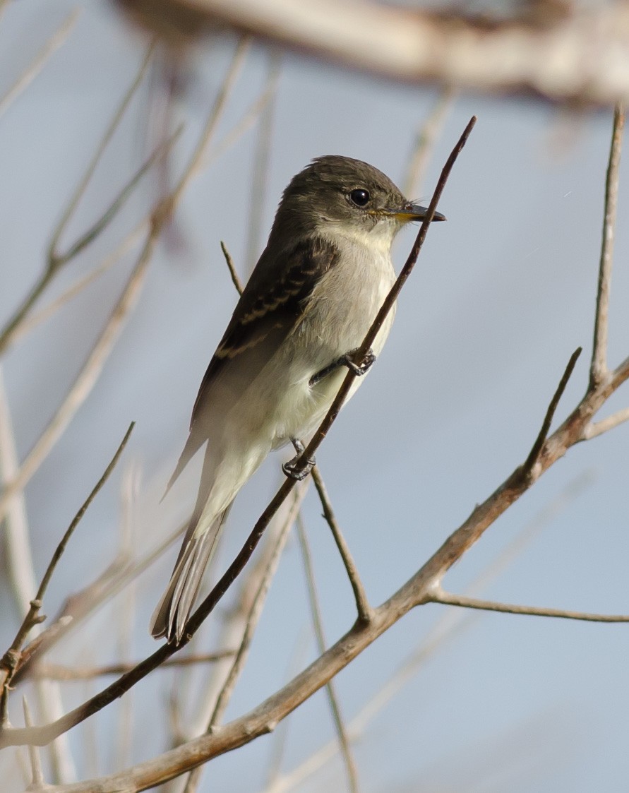Eastern Wood-Pewee - Alix d'Entremont