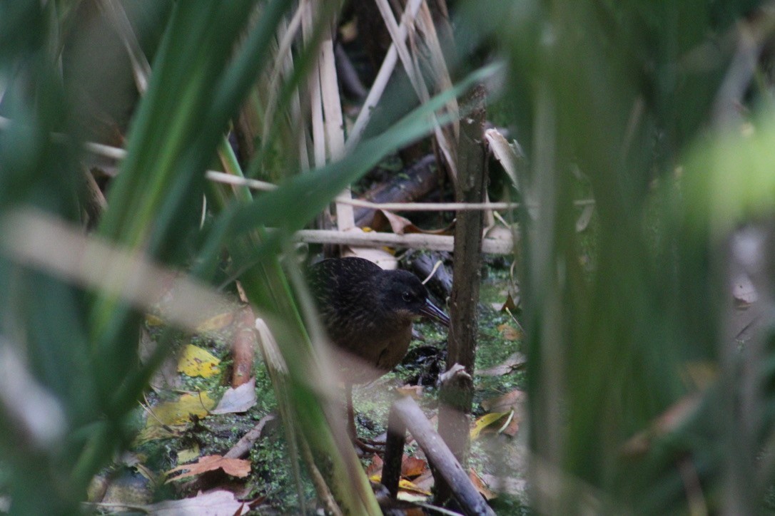 Virginia Rail - ML267772221