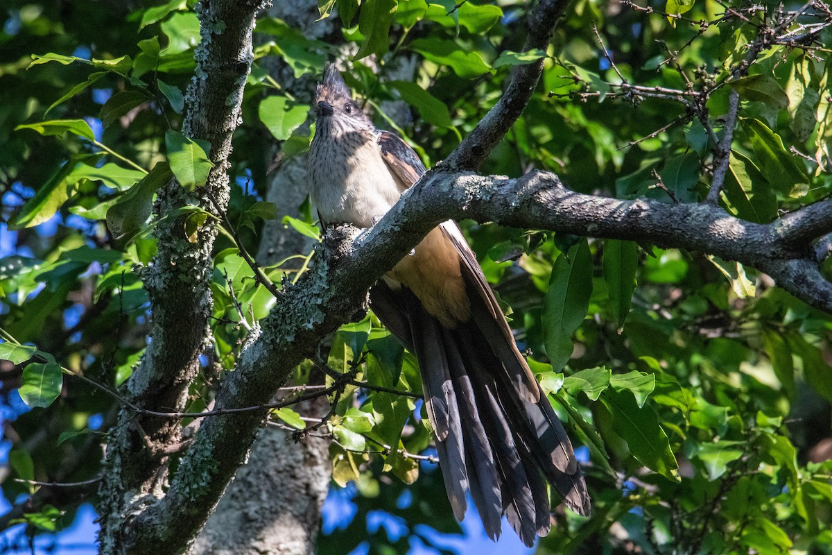 Levaillant's Cuckoo - ML267772231