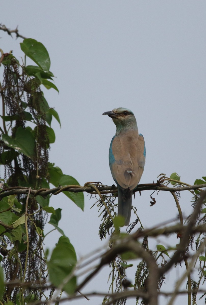 European Roller - ML267772361