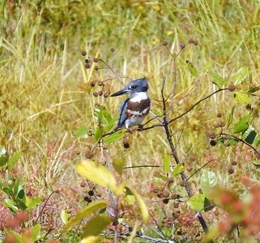 Belted Kingfisher - Jennifer Bowman