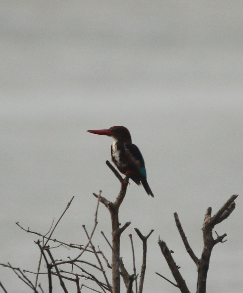 White-throated Kingfisher - ML267773151