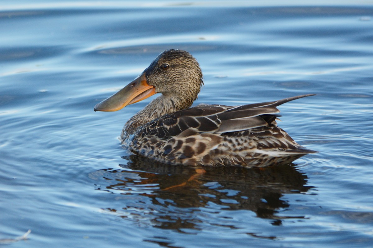 Northern Shoveler - ML267774231