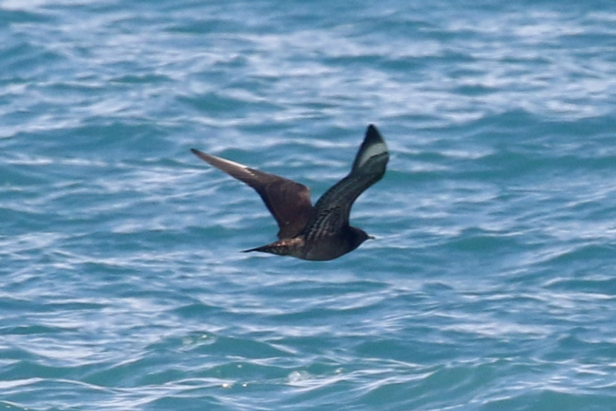 Pomarine Jaeger - John Kendall