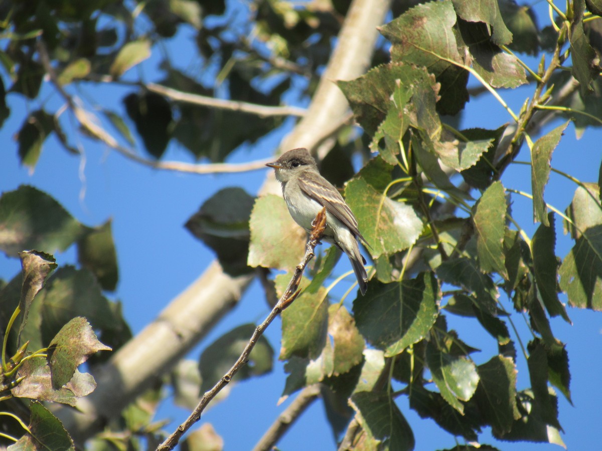 Eastern Wood-Pewee - ML267776821