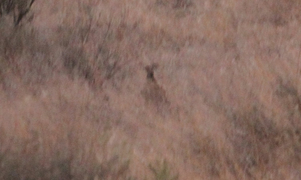 Gray Partridge - ML267777121