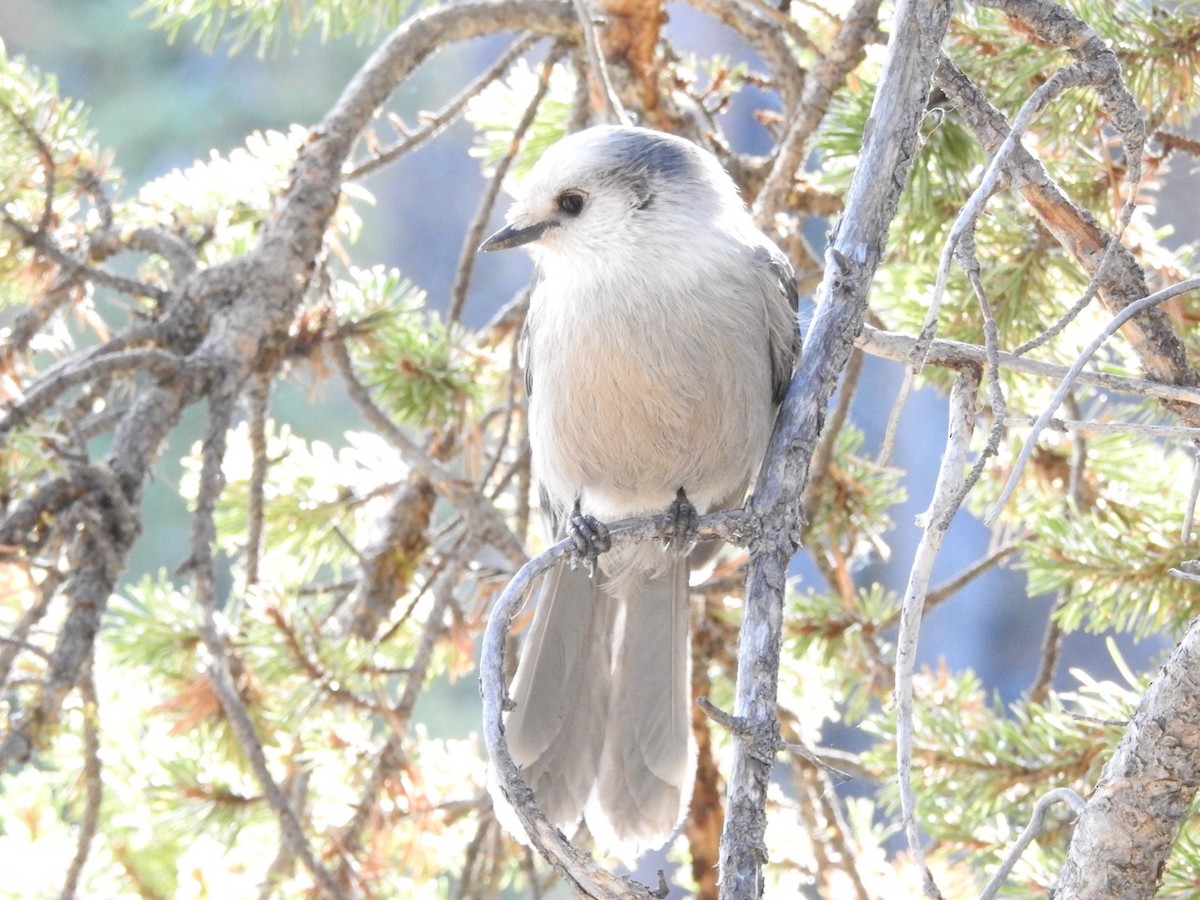 Canada Jay - ML267777551