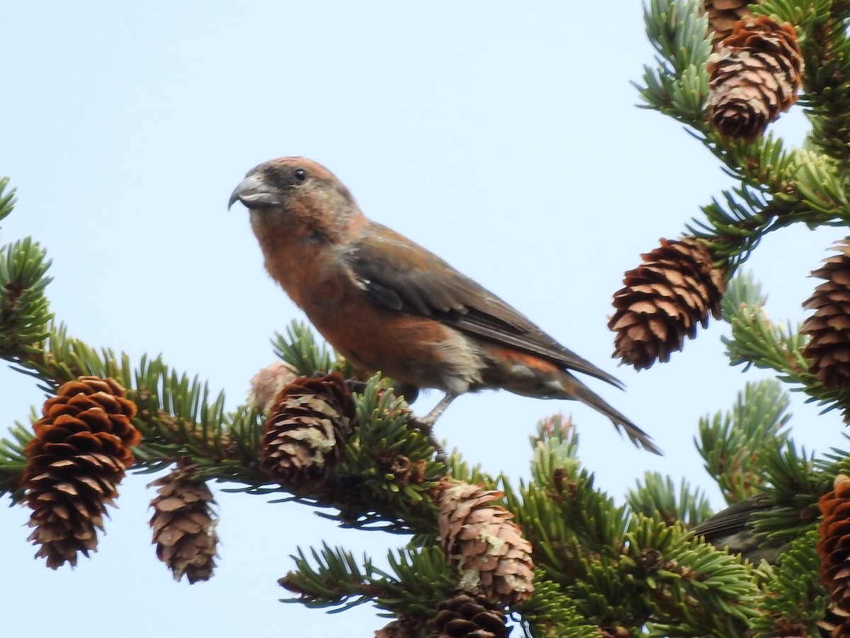 Red Crossbill - ML267777881