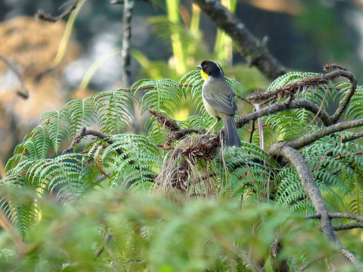 White-naped Brushfinch - John van Dort