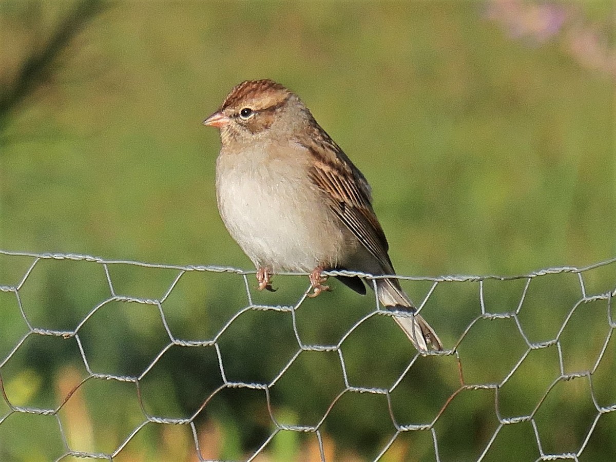Chipping Sparrow - ML267779041