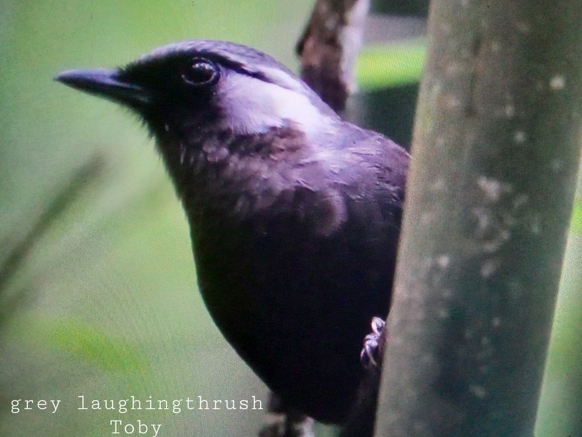 Gray Laughingthrush - ML267780171