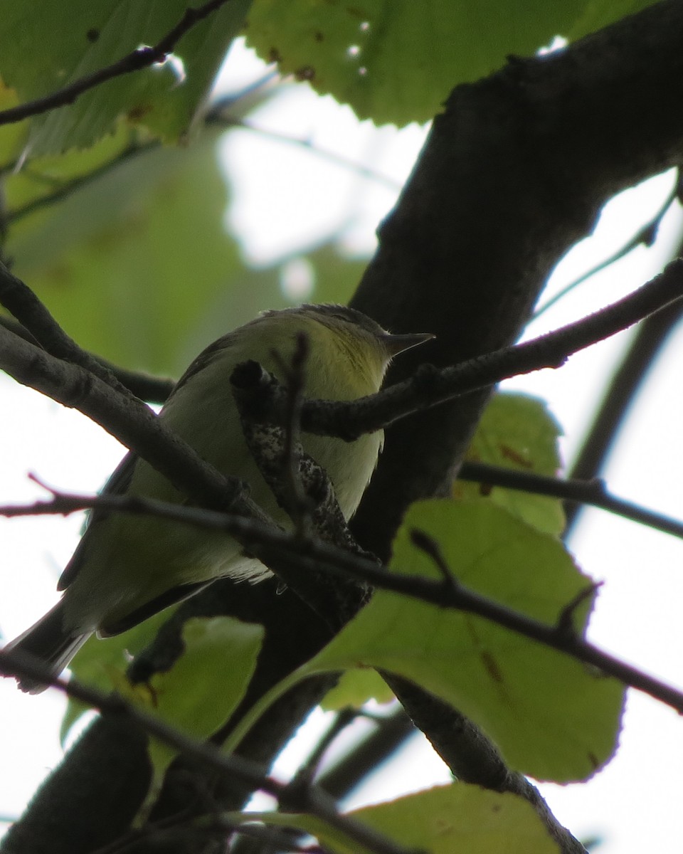 Philadelphia Vireo - Tristan Lowery