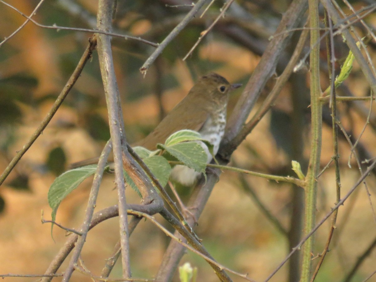 Swainson's Thrush - ML26778191