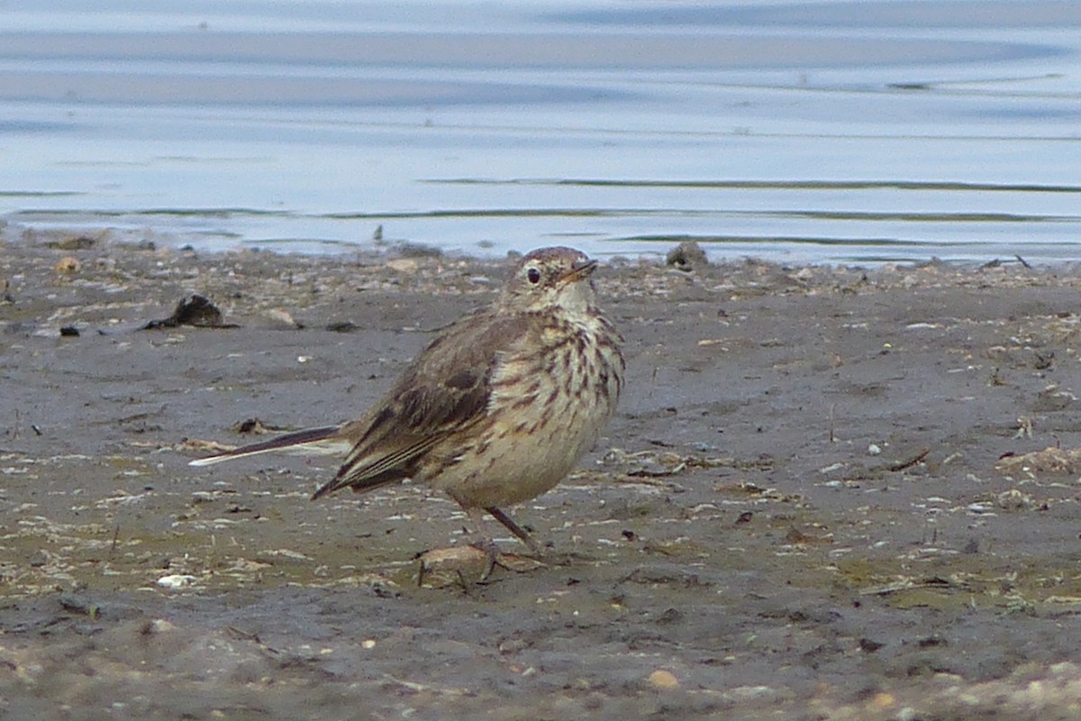 American Pipit - ML26778231