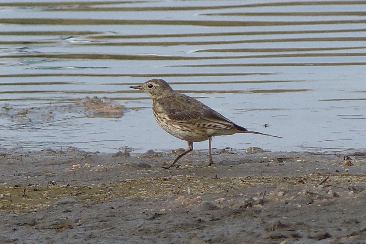 American Pipit - ML26778261