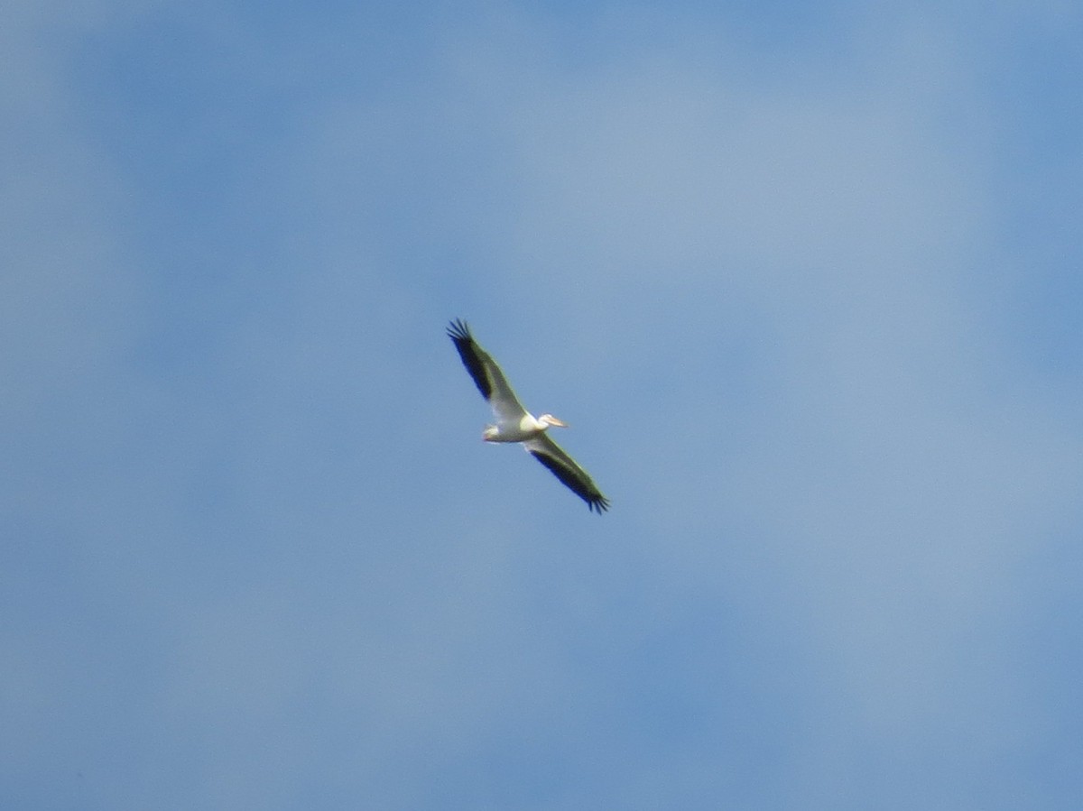 American White Pelican - ML267783091