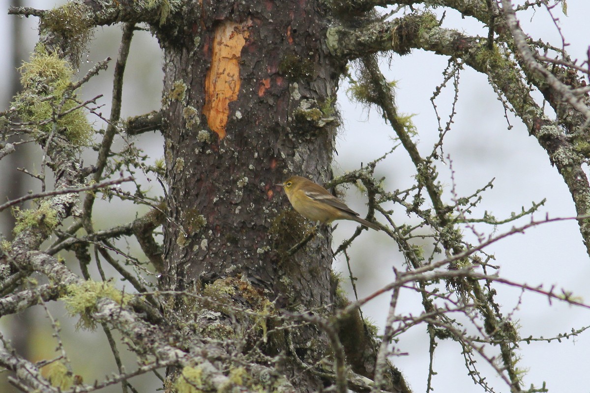 Pine Warbler - ML267784001