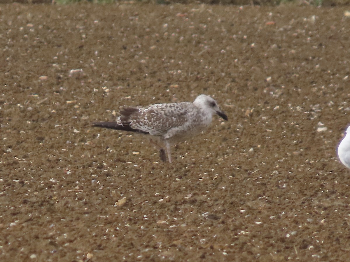 Yellow-legged Gull - David Campbell