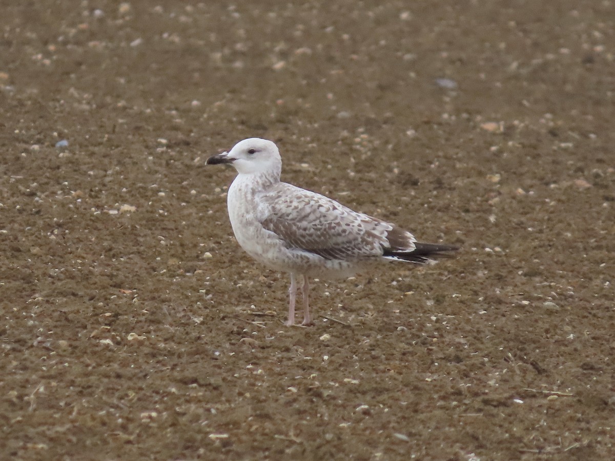 Caspian Gull - David Campbell