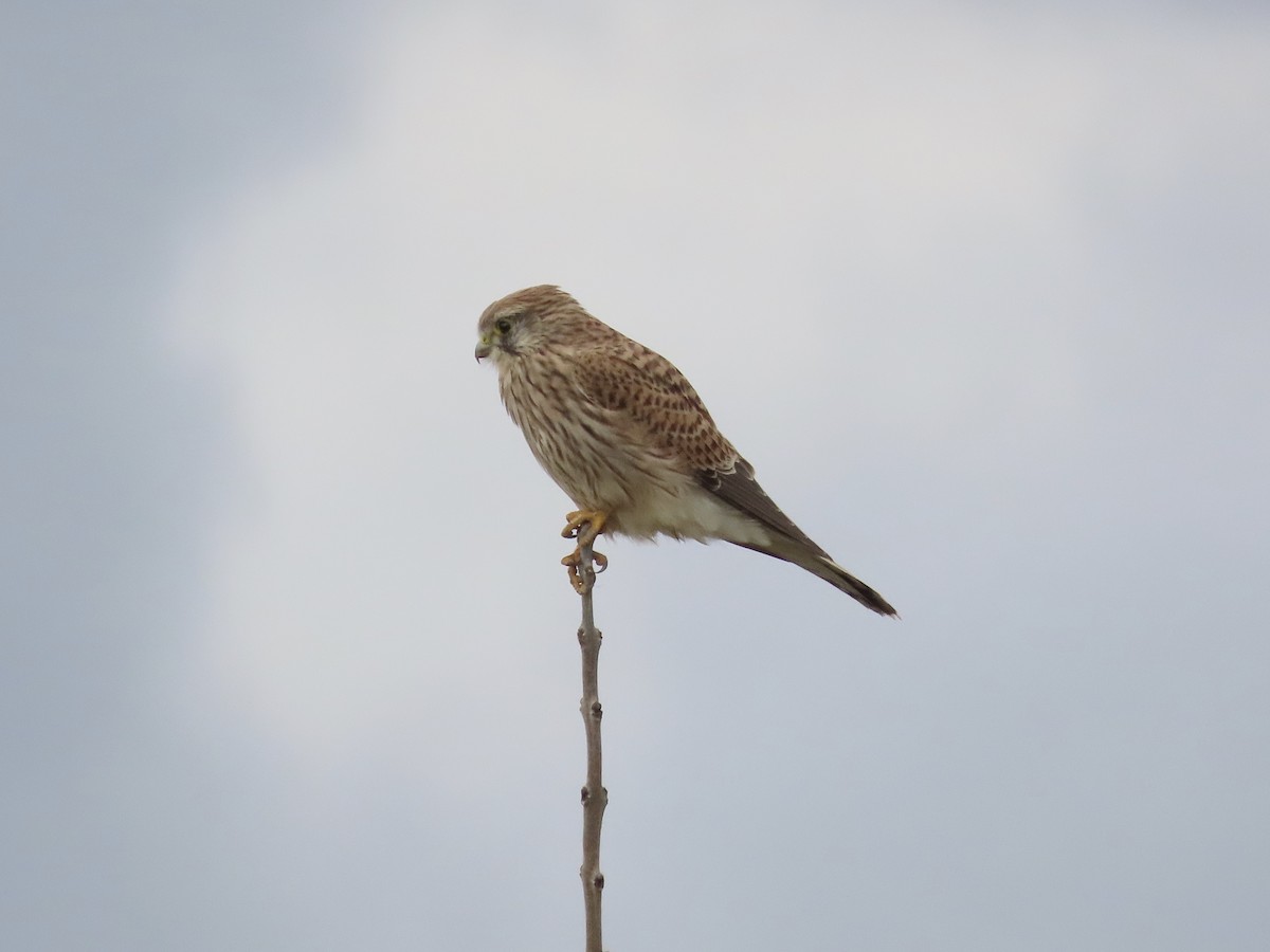 Eurasian Kestrel - David Campbell