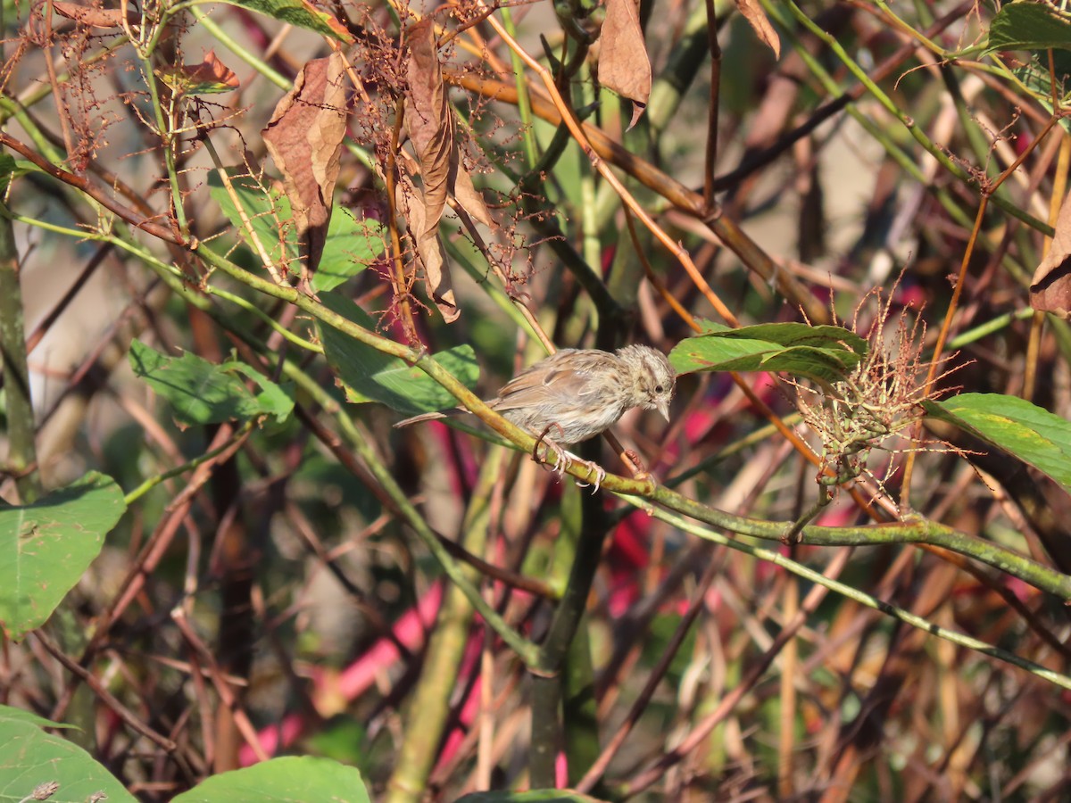 Song Sparrow - Mary Jo Foti