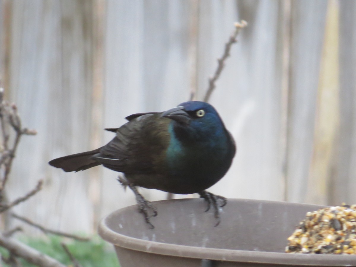 Common Grackle - ML26778641