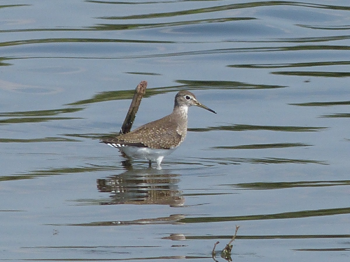 Solitary Sandpiper - ML26778821