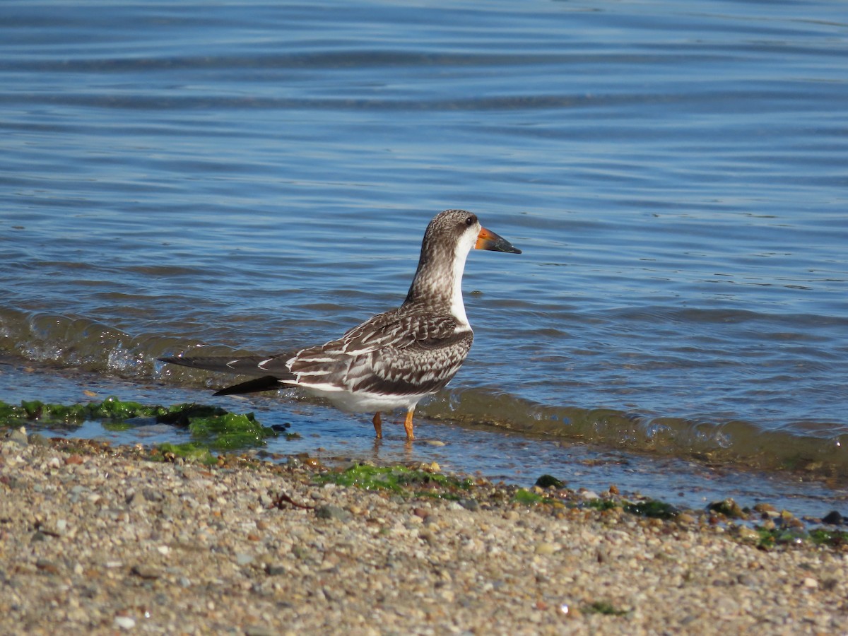 Black Skimmer - ML267788441