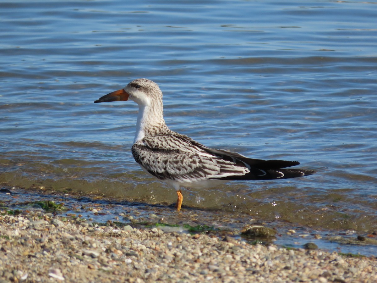 Black Skimmer - ML267788491